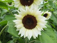 Weiß Sonnenblume Blumensamen zur Aussaat – saisonal Dauerblüher – Traditionssorte & ohne Gentechnik Samen Hausgarten