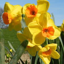 Gelb Orange Narzisse Blumensamen Schnitt Blume beliebt Traditionssorte & ohne Gentechnik Samen Hausgarten