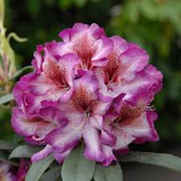 Rosa Rhododendron Hans Blumensamen zur Aussaat – farbenfroh Schau – Traditionssorte & ohne Gentechnik Samen Hausgarten