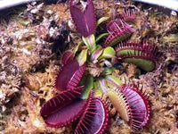 Venus Fly Trap Violett Kräutersamen zur Aussaat – lang Blüte Saison – Traditionssorte & ohne Gentechnik Samen Hausgarten