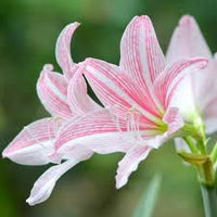 Rosa Hippeastrum Blumensamen zur Aussaat kompakt Wuchs Traditionssorte & ohne Gentechnik Samen Hausgarten