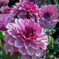 zart Rosa Two Dahlie Blumensamen zur Aussaat ideal Rabatten Traditionssorte & ohne Gentechnik Samen Hausgarten
