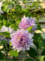 Violett Weiß Waldrebe Blumensamen zur Aussaat lang Blüte Saison Traditionssorte & ohne Gentechnik Samen Hausgarten