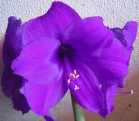 Violett Ritterstern Blumensamen zur Aussaat Halbschatten verträglich Traditionssorte & ohne Gentechnik Samen Hausgarten