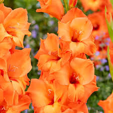 dunkel Orange Gladiole Blumensamen zur Aussaat – Bestäuber freundlich Traditionssorte & ohne Gentechnik Samen Hausgarten