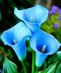 Himmelblau Calla Blumensamen zur Aussaat – Halbschatten verträglich – Traditionssorte & ohne Gentechnik Samen Hausgarten