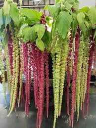 Gemischt Caudatus Blumensamen zur Aussaat – lang Blüte Saison – Traditionssorte & ohne Gentechnik Samen Hausgarten