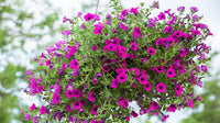 tief Rosa Petunie Blumensamen zur Aussaat Halbschatten verträglich Traditionssorte & ohne Gentechnik Samen Hausgarten