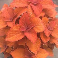 Orange Buntnessel Blumensamen zur Aussaat robust Sorte Traditionssorte & ohne Gentechnik Samen Hausgarten