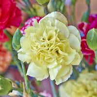 Gelb Lila Nelke Blumensamen Blumensamen zur Aussaat – lang Blüte Saison – Traditionssorte & ohne Gentechnik Samen Hausgarten