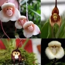 Orchidee Blumensamen zur Aussaat Anzucht Traditionssorte & ohne Gentechnik Samen Hausgarten