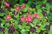 Rot Sauerklee Blumensamen zur Aussaat Traditionssorte ohne Gentechnik biologisch Garten Samen ideal Rabatten