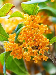 Osmanthus Blumensamen zur Aussaat – saisonal Dauerblüher – Traditionssorte & ohne Gentechnik Samen Hausgarten