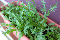 Rucola Samen Wildform
