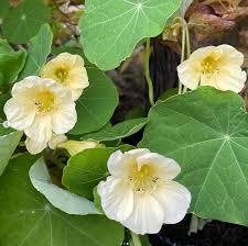 Weiß Kapuzinerkresse Blumensamen – ideal Rabatten Traditionssorte & ohne Gentechnik Samen Hausgarten