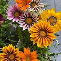 riesig Mittagsgold Blumensamen zur Aussaat – farbenfroh Schau – Traditionssorte & ohne Gentechnik Samen Hausgarten