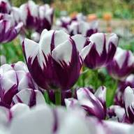 Lila Odorous Tulpe Blumensamen zur Aussaat – kompakt Wuchs – Traditionssorte & ohne Gentechnik Samen Hausgarten