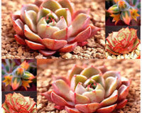 Echeveria blühend Blumensamen zur Aussaat – leuchtend – Traditionssorte & ohne Gentechnik Samen Hausgarten