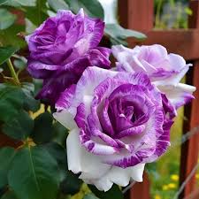 Rose Rosa Petunie Hybrida hängend Blumensamen zur Aussaat Traditionssorte ohne Gentechnik Samen für wunderschöne Gärten leuchtend