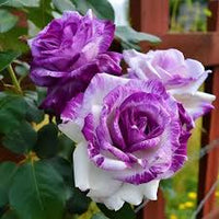 Rose Rosa Petunie Hybrida hängend Blumensamen zur Aussaat Traditionssorte ohne Gentechnik Samen für wunderschöne Gärten leuchtend