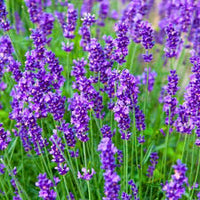 Lavendel Beebal Blumensamen zur Aussaat – ideal Rabatten – Traditionssorte & ohne Gentechnik Samen Hausgarten