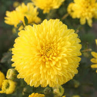 Gelb Dragon Buntnessel Samen zur Aussaat – Wildblume Mischung Traditionssorte & ohne Gentechnik Samen Hausgarten