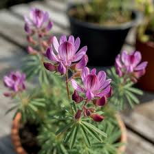 Astragalus Blumensamen zur Aussaat – duftend Blüten – Traditionssorte & ohne Gentechnik Samen Hausgarten