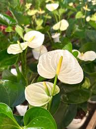 Creme Flamingoblume Blumensamen zur Aussaat – Halbschatten verträglich Traditionssorte & ohne Gentechnik Samen Hausgarten