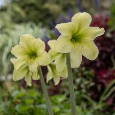 Gelb Hippeastrum Blumensamen zur Aussaat Drought verträglich Traditionssorte & ohne Gentechnik Samen Hausgarten
