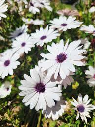Shrubby Daisy Strauch Blumensamen zur Aussaat – Wildblume Mischung – Traditionssorte & ohne Gentechnik Samen Hausgarten