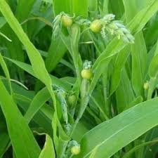 Job's Tears Grain Blumensamen zur Aussaat – ideal Rabatten – Traditionssorte & ohne Gentechnik Samen Hausgarten