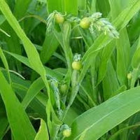 Job's Tears Grain Blumensamen zur Aussaat – ideal Rabatten – Traditionssorte & ohne Gentechnik Samen Hausgarten