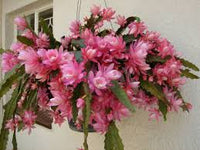 zart Rosa Nopalxochia Blumensamen zur Aussaat Anzucht Traditionssorte & ohne Gentechnik Samen Hausgarten