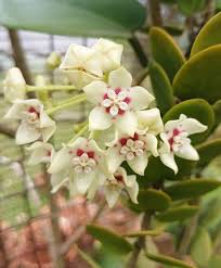 Weiß Hoya Blumensamen – Drought verträglich Traditionssorte & ohne Gentechnik Hausgarten