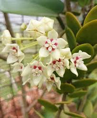 Weiß Hoya Blumensamen – Drought verträglich Traditionssorte & ohne Gentechnik Hausgarten