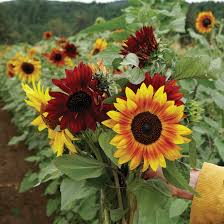Gelb Rot Sonnenblume Samen zur Aussaat – Garten beliebt – Traditionssorte & ohne Gentechnik Samen Hausgarten