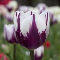 Weiß Lila Tulpe Blumensamen zur Aussaat – saisonal Dauerblüher – Traditionssorte & ohne Gentechnik Samen Hausgarten