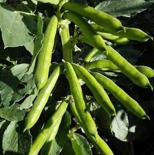 Weiß Bean Planting Samen for Your Garden