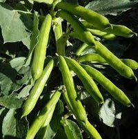 Weiß Bean Planting Samen for Your Garden