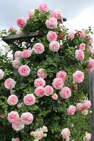 Rosa Rose Baum Blumensamen zur Aussaat – farbenfroh Schau Traditionssorte & ohne Gentechnik Samen Hausgarten