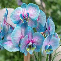 Blau Rosa Orchidee Blumensamen zur Aussaat ideal Rabatten Traditionssorte & ohne Gentechnik Samen Hausgarten