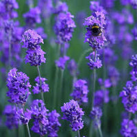 Blau Lavendula Munstead Blumensamen zur Aussaat – Anzucht – Traditionssorte & ohne Gentechnik Samen Hausgarten