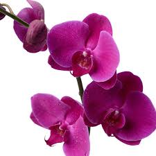 Violett Schmetterlingsorchidee Orchidee Blumensamen zur Aussaat Drought verträglich Traditionssorte & ohne Gentechnik Samen Hausgarten