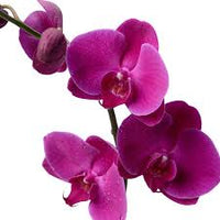 Violett Schmetterlingsorchidee Orchidee Blumensamen zur Aussaat Drought verträglich Traditionssorte & ohne Gentechnik Samen Hausgarten