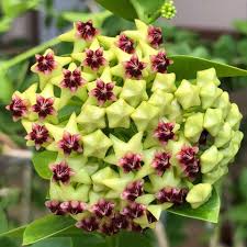 Grün Lila Hoya Blumensamen zur Aussaat kompakt Wuchs Traditionssorte & ohne Gentechnik Samen Hausgarten