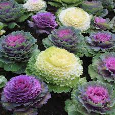 Violett Brassica Oleracea Blumensamen – leuchtend Blüten Traditionssorte & ohne Gentechnik Samen Hausgarten