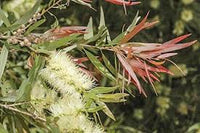 Weiß Callistemon Blumensamen zur Aussaat Drought verträglich Traditionssorte & ohne Gentechnik Samen Hausgarten
