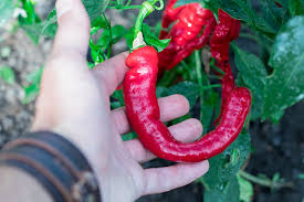 Rot Nardello Gemüsesamen for für den Hausgarten
