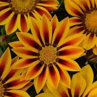 Gelb Rot Mittagsgold Rigens Blumensamen zur Aussaat – hochwertige Qualitäts- – Traditionssorte & ohne Gentechnik Samen Hausgarten
