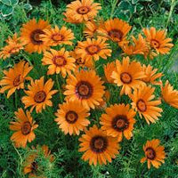Orange Anthemoides Blumensamen zur Aussaat – farbenfroh Schau – Traditionssorte & ohne Gentechnik Samen Hausgarten